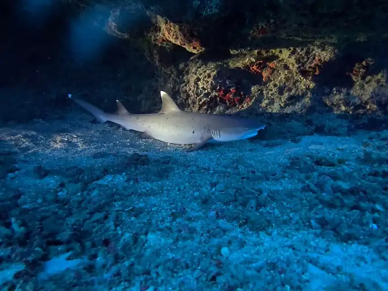 Oahu Night Diving Deals