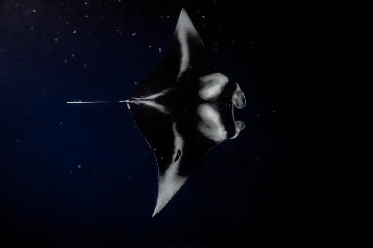 Manta rays in Hawaii