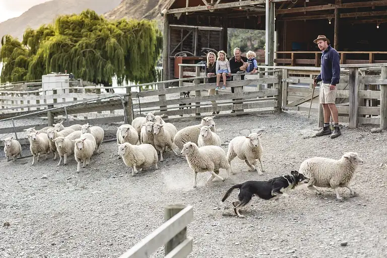 Sheepdog Demonstration at Walter Peak Farm Queenstown