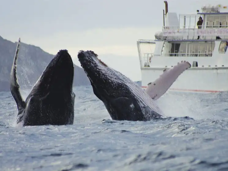 Port Stephens Whale Watching