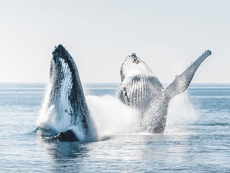 hervey bay whale watching packages