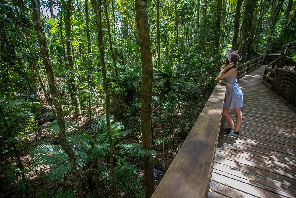 Daintree River Crocodile Spotting