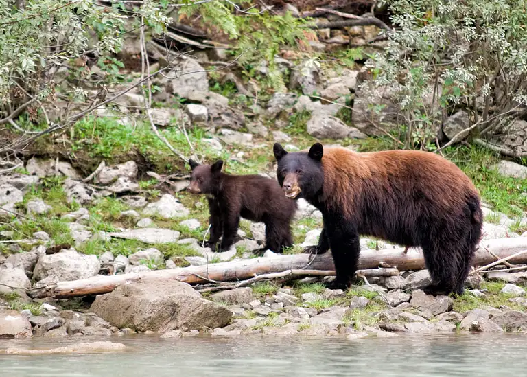 Canadian rockies tours