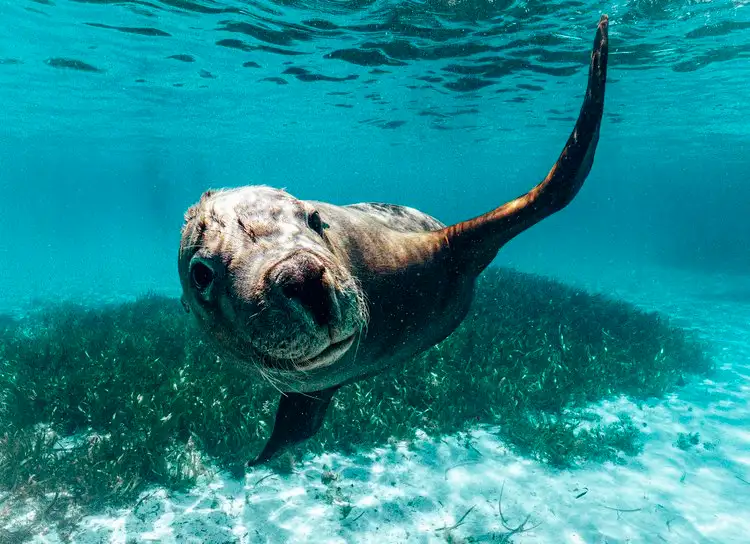 shoalwater islands cruise