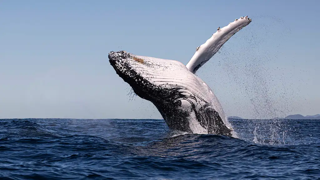 Whale Watching Tour | Brunswick Heads