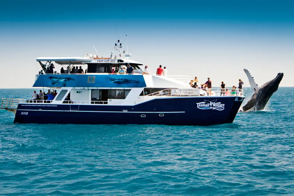 whale watch hervey bay
