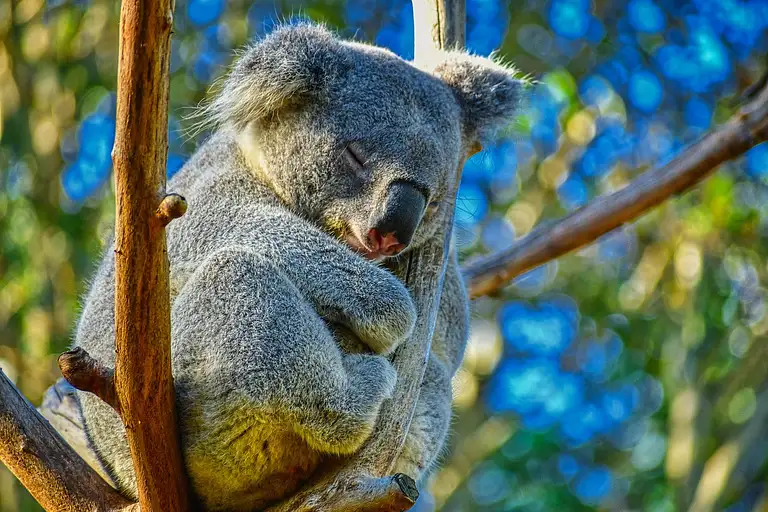 North Stradbroke Island Small Group Tour