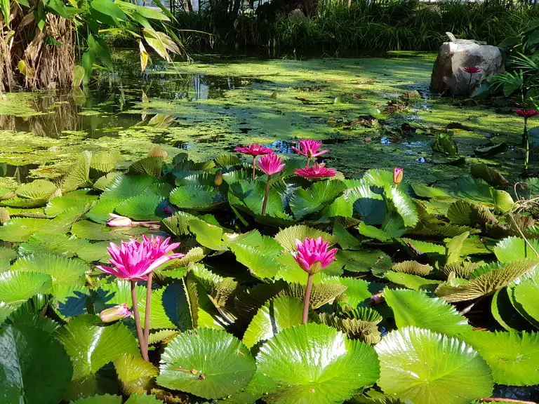 Walk the Botanic Gardens Tour