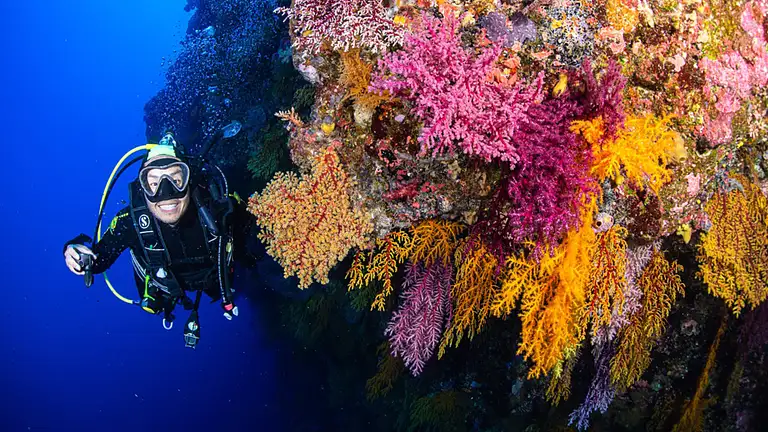 Coral Sea & Ribbon Reefs 4 Night Liveaboard Dive Tour | Cairns, Australia | Backpacker Deals