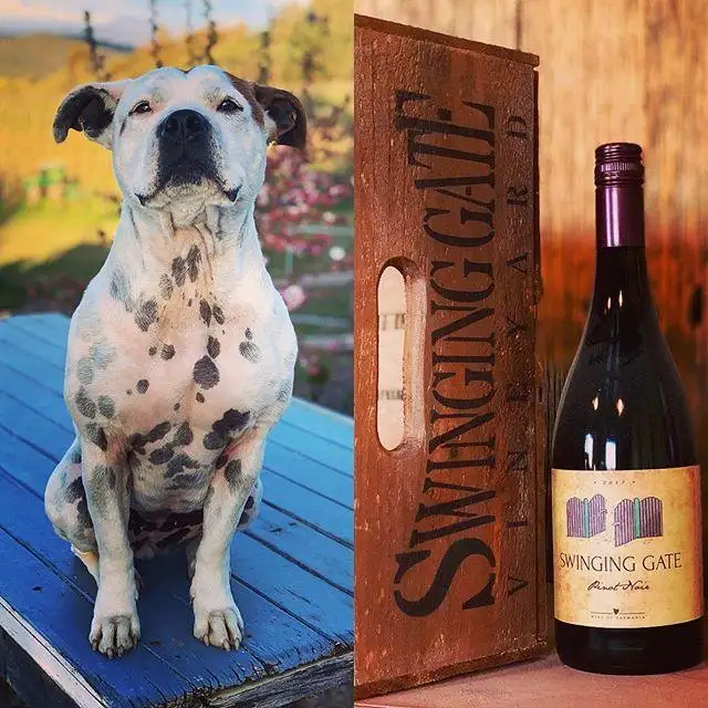 Tamar Valley Discovery Wine Tour Specials
