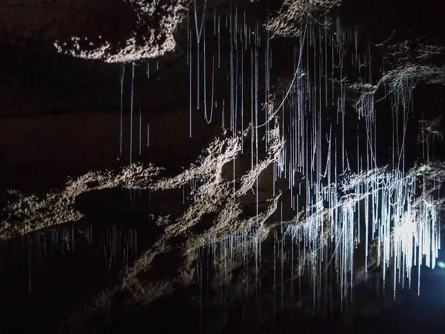 Glow worms new Zealand deals