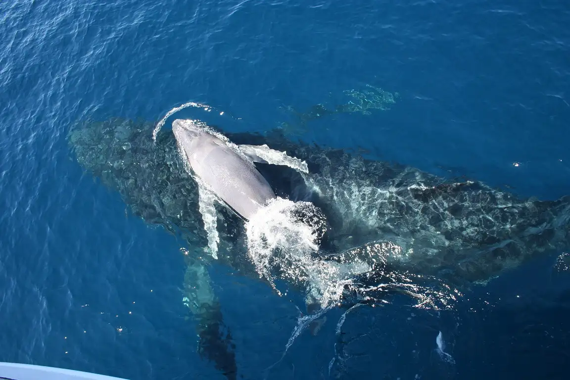 VIP Brisbane Whale Watching Adventure