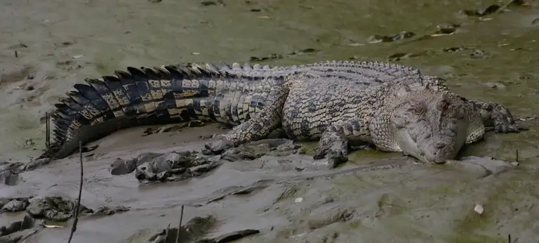 whitsunday croc safari tours