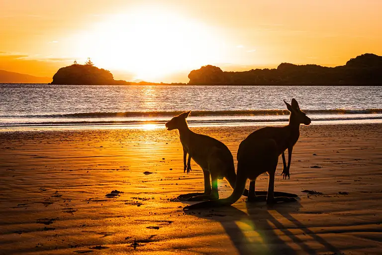 Beach Sunrise with the Wallabies Deals