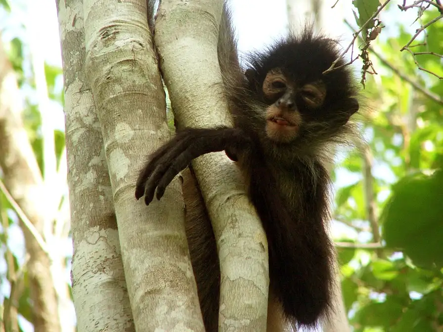Day tour to explore Mayan inland