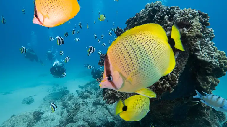 Shallow Reefs Dive Tour Deals