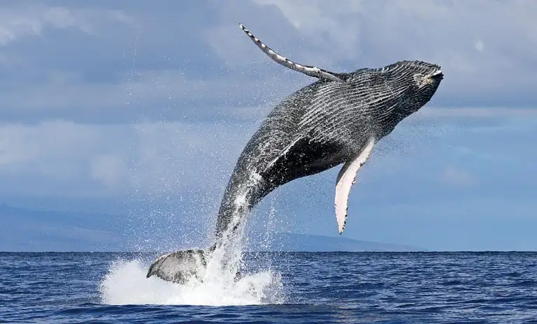 Intimate Sydney Whale Watching Experience Deals
