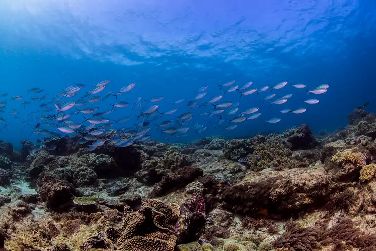 Flinders reef dive trip