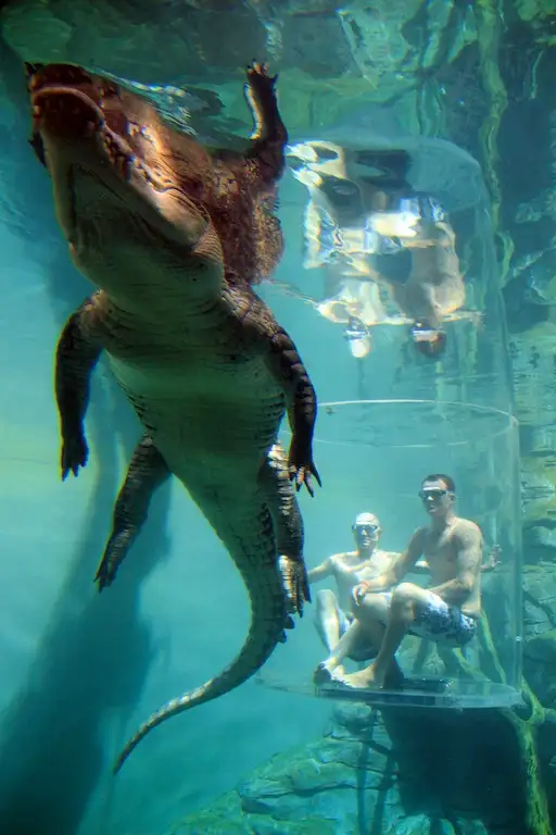 darwin crocosaurus cove cage of death for 2 people