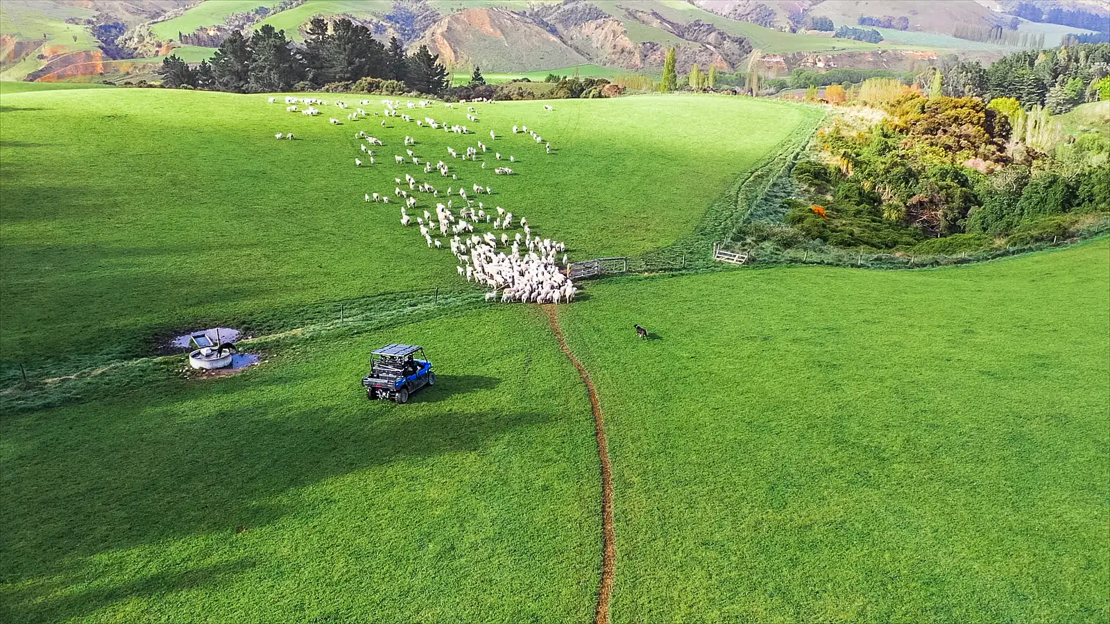 tawanui farm experiences