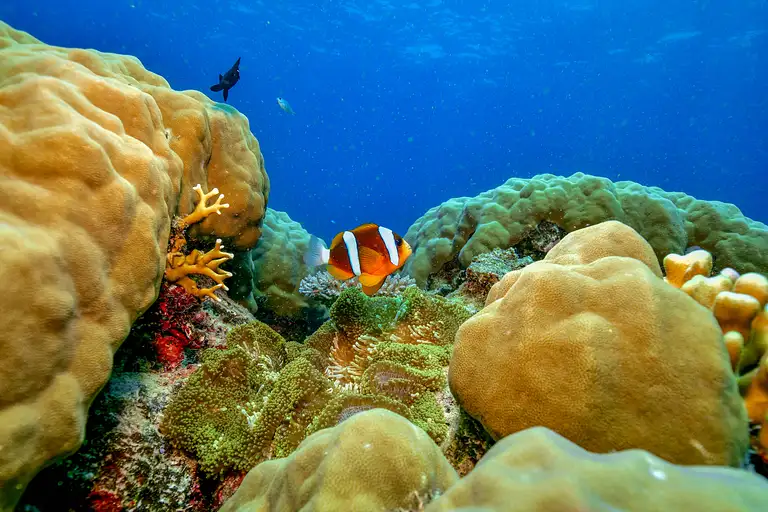 Dreamtime Dive & Snorkel