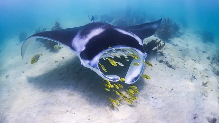 Marine Eco Safari with Manta Rays Deals