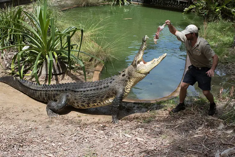 Hartley's Crocodile Adventures Breakfast Hartley's Crocodile Adventures Breakfast Entry