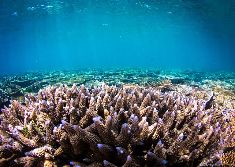 Great Barrier Reef and Museum of Underwater Art Day Trip Deals