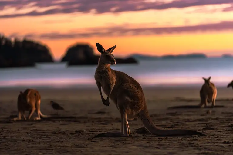 Cape Hillsborough Kangaroo Sunrise Experience