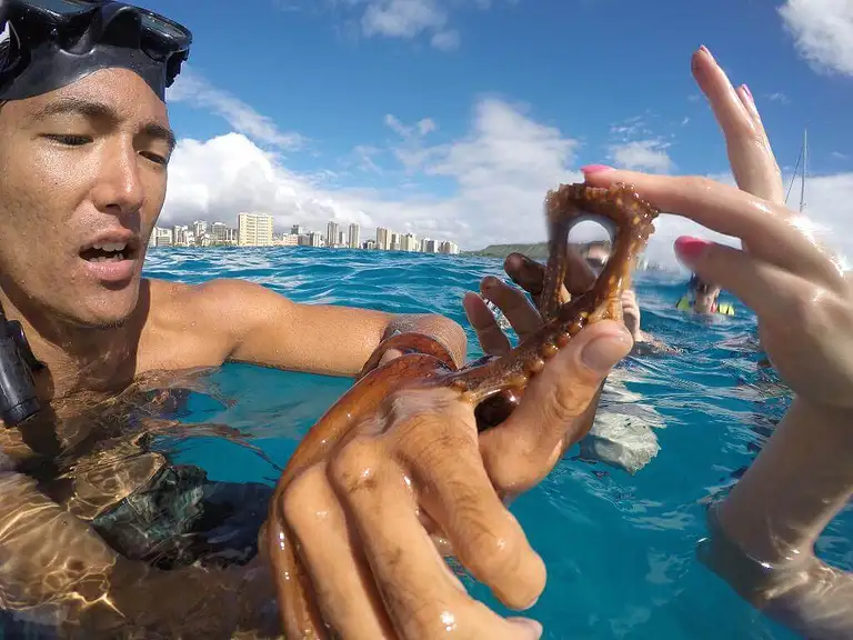 Kona Snorkel And Sail Tour Deals