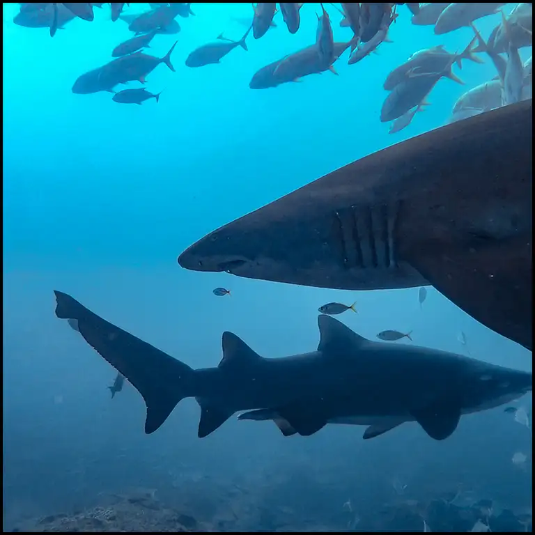 Grey Nurse Shark Reef Double Dive Deals