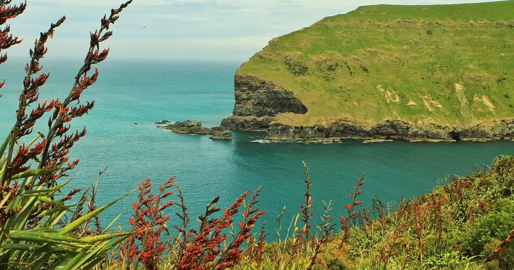 pohatu penguins scenic nature tour