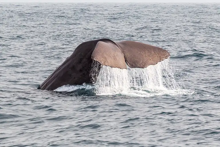 Kaikoura Day Trip From Christchurch Deals