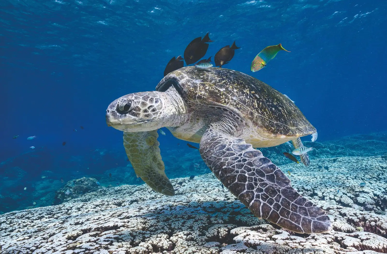 Flinders reef dive trip - sunshine coast
