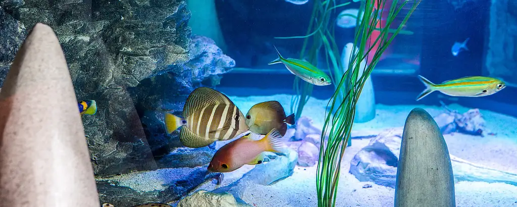 Sea life Melbourne - General admission