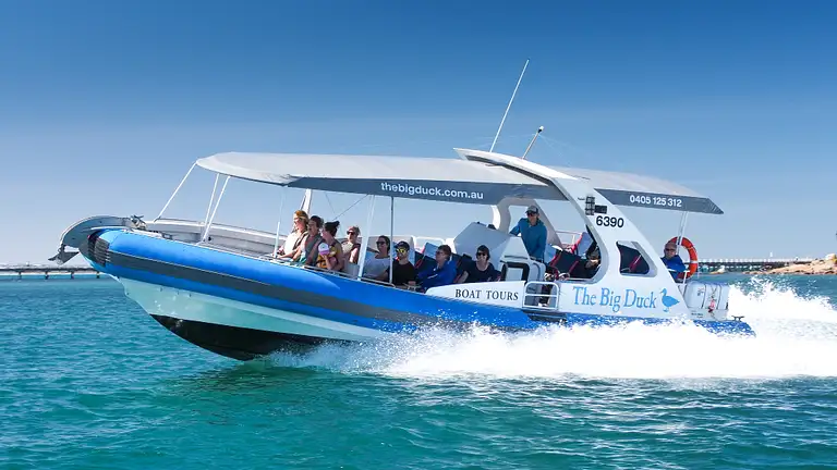 Whale Watching Adelaide