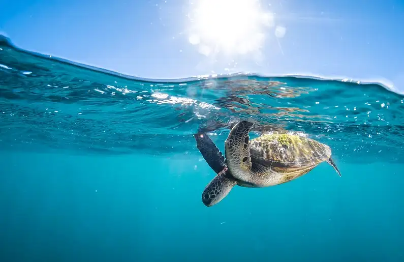 Coral Bay Ningaloo Reef Turtle Encounter.webp