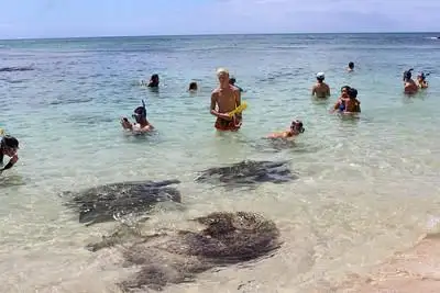 Hawaii Turtle Tour special