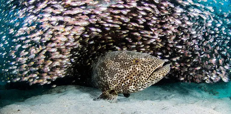Ningaloo Reef diving