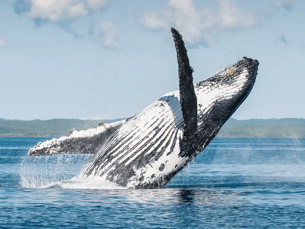 whale watching season hervey bay 2023