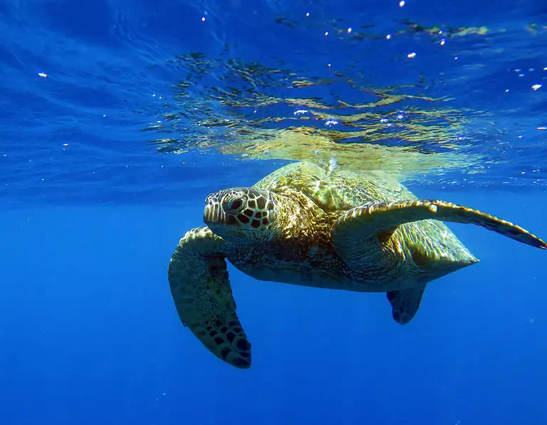 Diving Turtle Canyon