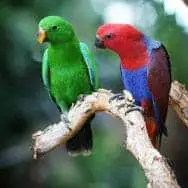 cairns rainforestation nature park