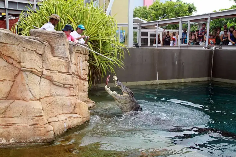 Big Crocodile Feed Experience