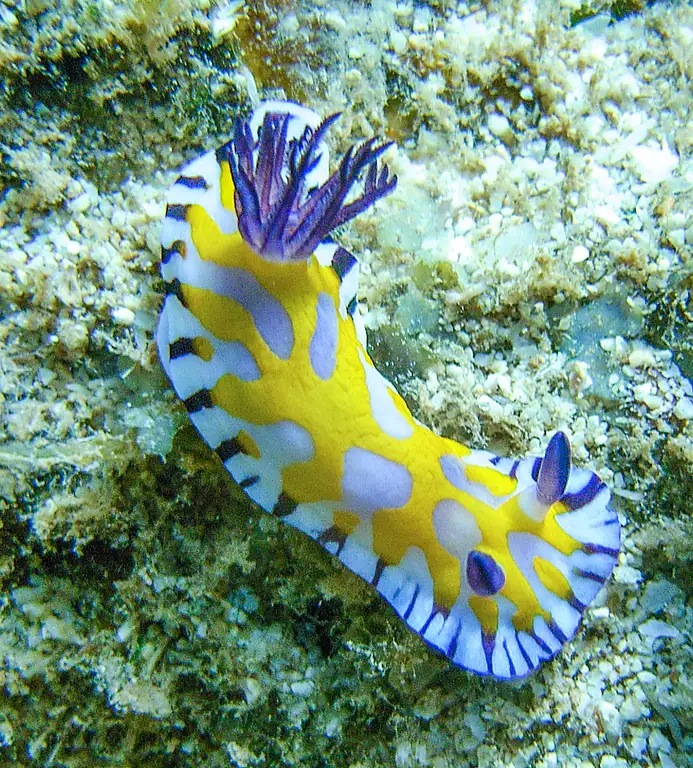 Explore Ningaloo Reef's Vibrant Coral Gardens