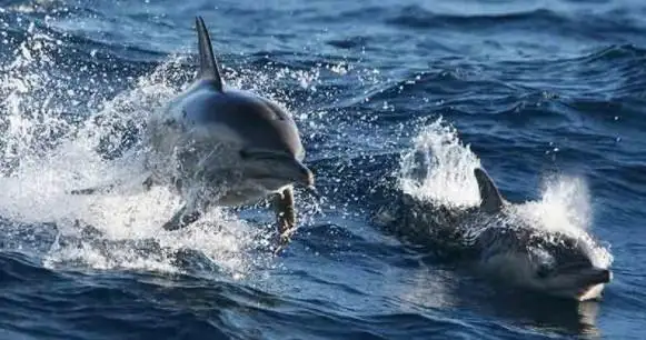 dolphin watching cruise port stephens