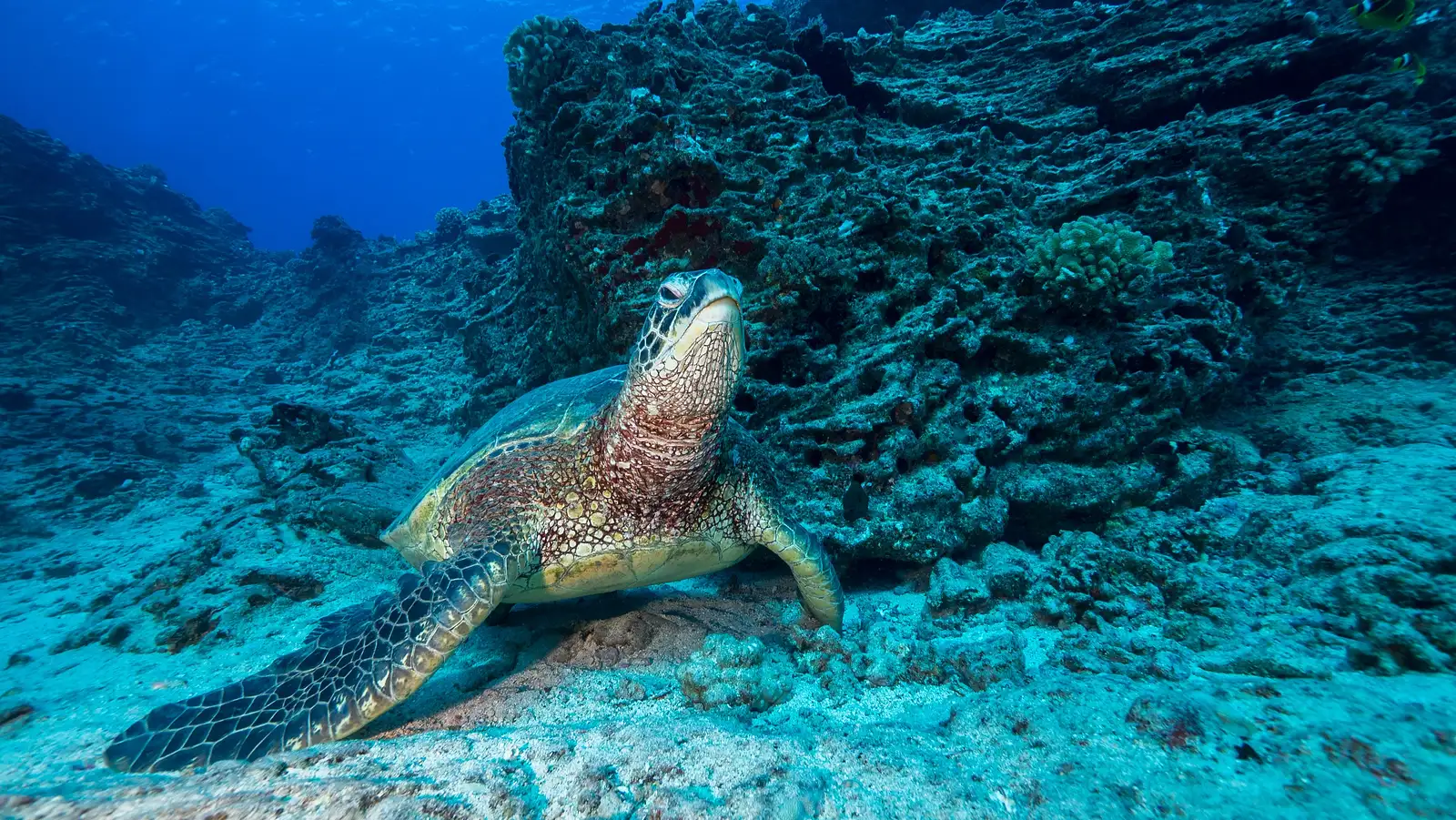 Shallow Reefs Dive Tour