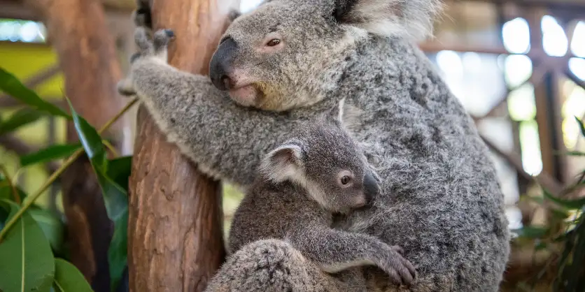 Koala & Wildlife Park at Rainforestation