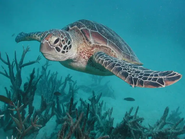 Silverswift Cruise & Snorkel