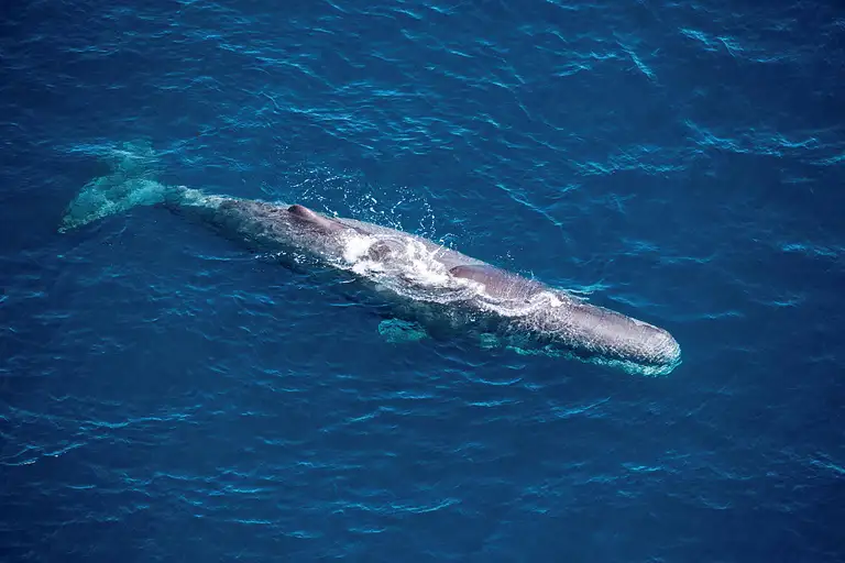 best whale watching new zealand