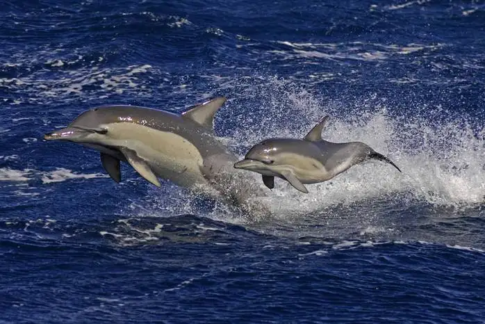 dolphin watching cruises jervis bay